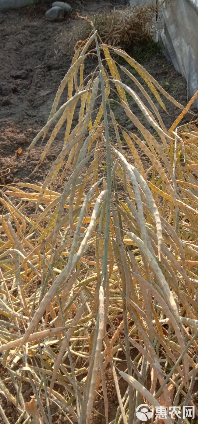 油菜籽 胜利油菜