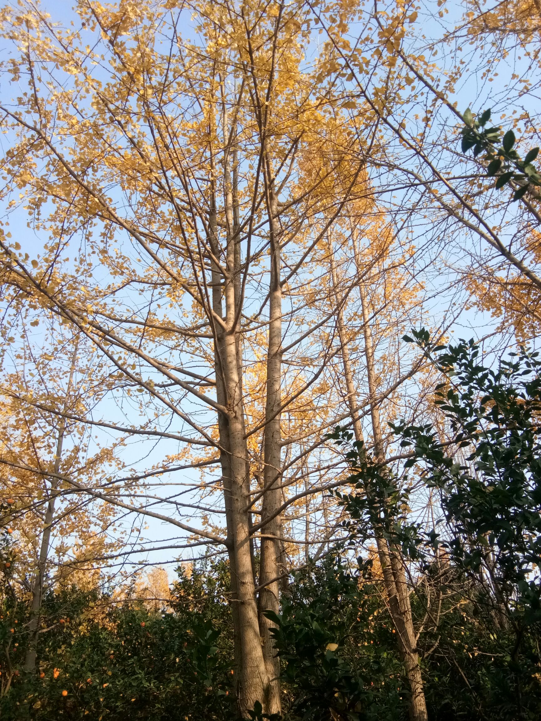 八月桂 八月金桂，银杏，金丝楠木，罗汉松等等