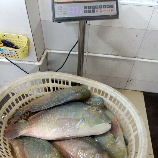 深圳 海钓冰鲜青衣  青衣鱼 3-8斤/条