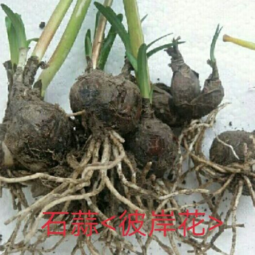 宜昌石蒜苗 石蒜