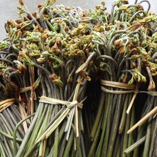 绥阳县野生蕨菜 天然无公害绿色食品