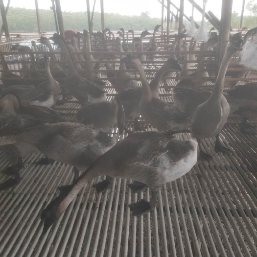 开平市 黑棕鹅九十几天毛鹅做广式烧鹅、焖鹅、火焰鹅、白切鹅食才