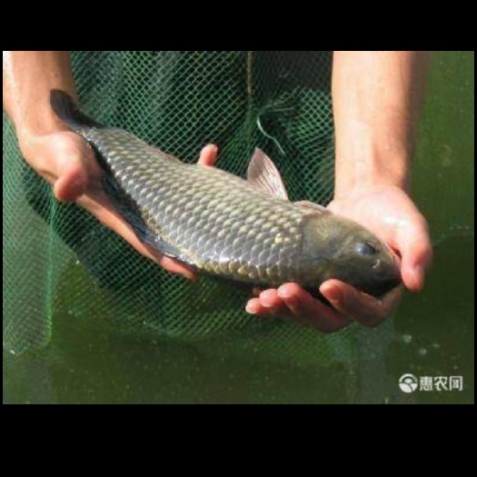 洪湖市中科三号鲫鱼 专业水产养殖，各类鱼苗有售。