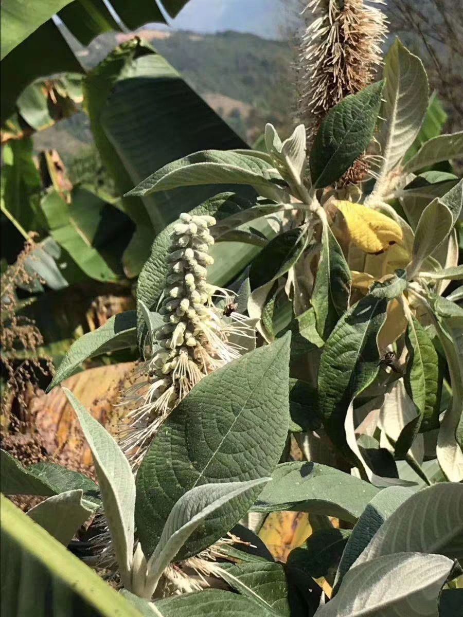  棉花花糖土蜂蜜
