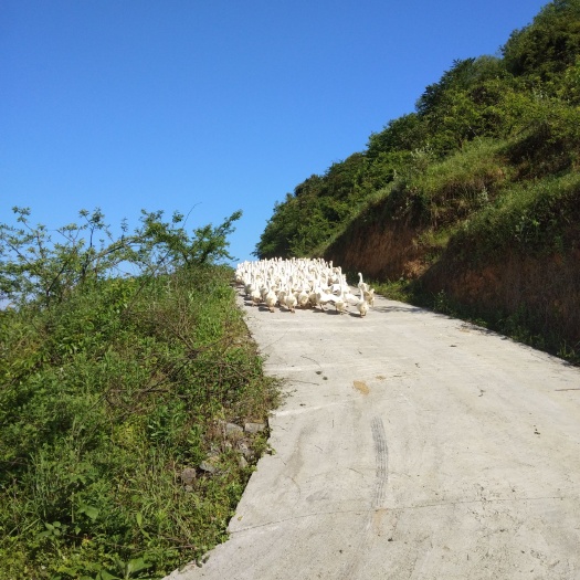 道真县 散养大鹅