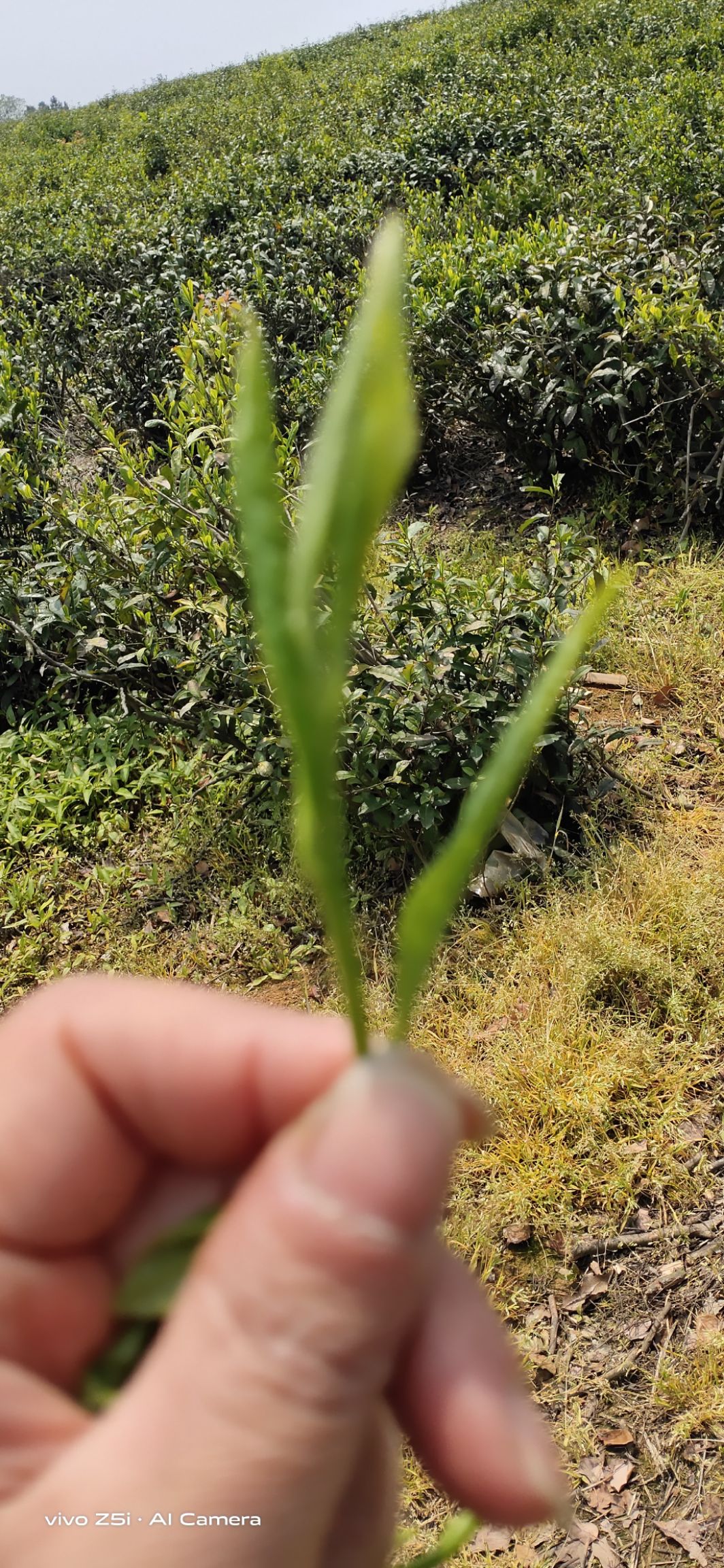 野生绿茶的简介图片