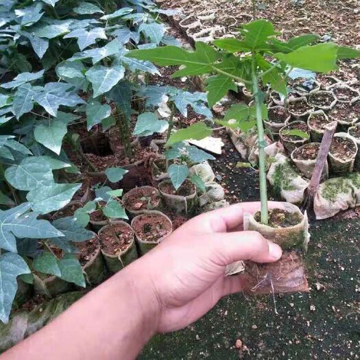 灵山县 自己培育木瓜苗。