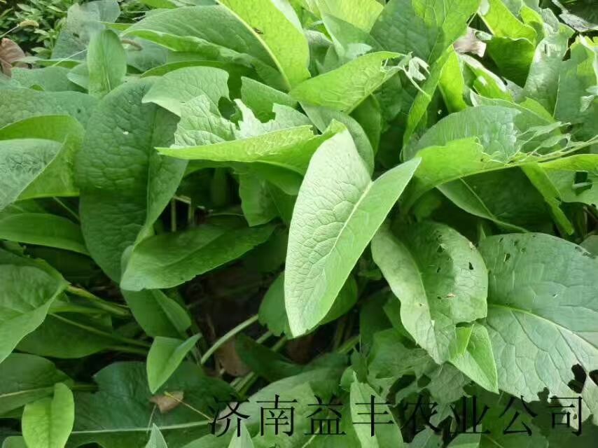 青绿饲料  俄罗斯饲料菜种根～聚合草多年生牧草品种