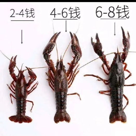  各种规格青虾  任你选。百分之一死亡率