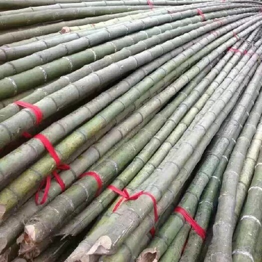 湖州 精品竹竿温室大棚养殖大棚蔬菜大棚竹竿淡竹物美价廉