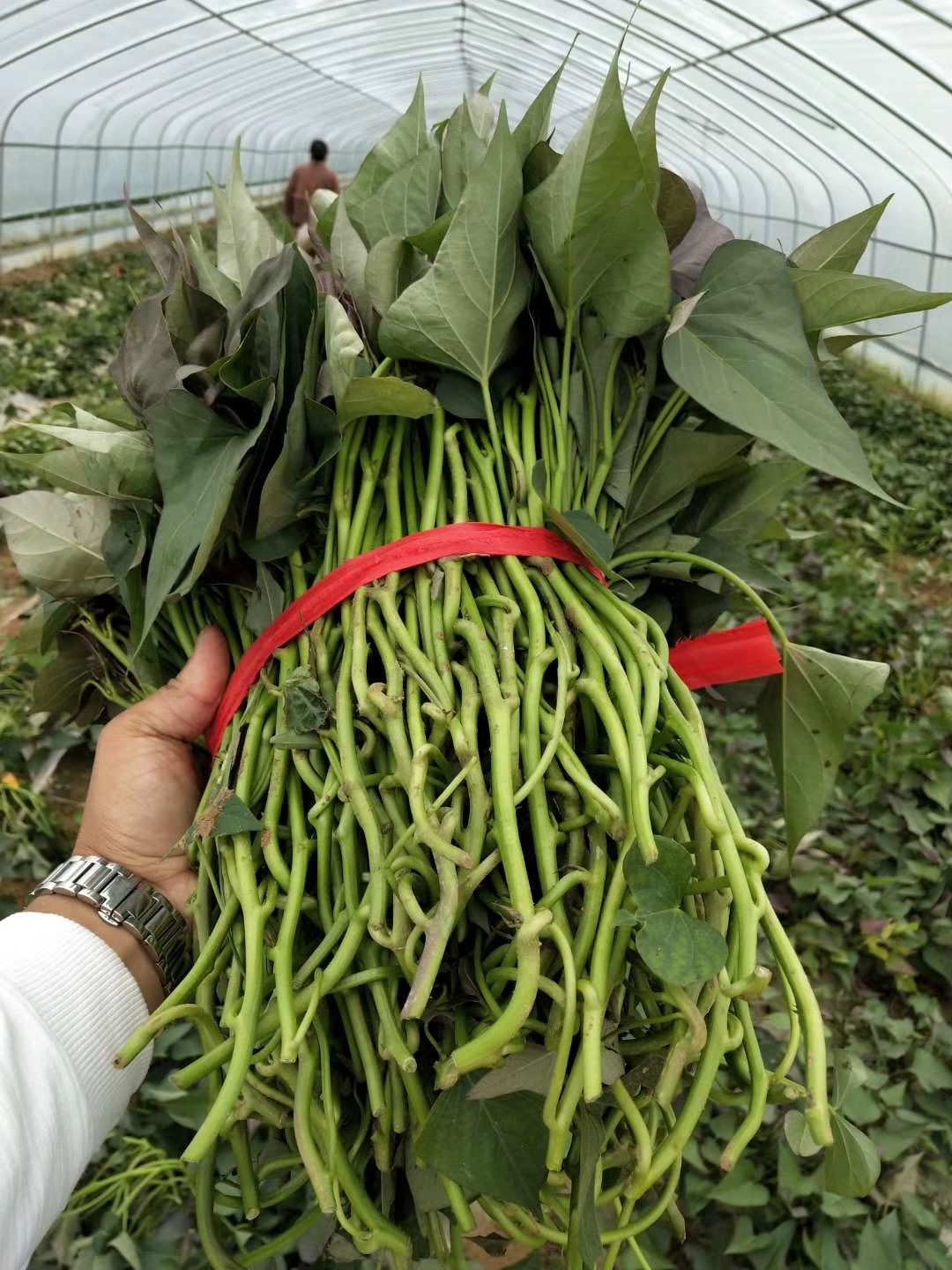 开封龙薯9号红薯苗 常规种（原种） ≥99.5% ≥90%