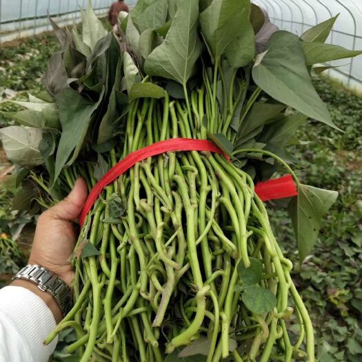 开封龙薯9号红薯苗 常规种（原种） ≥99.5% ≥90%