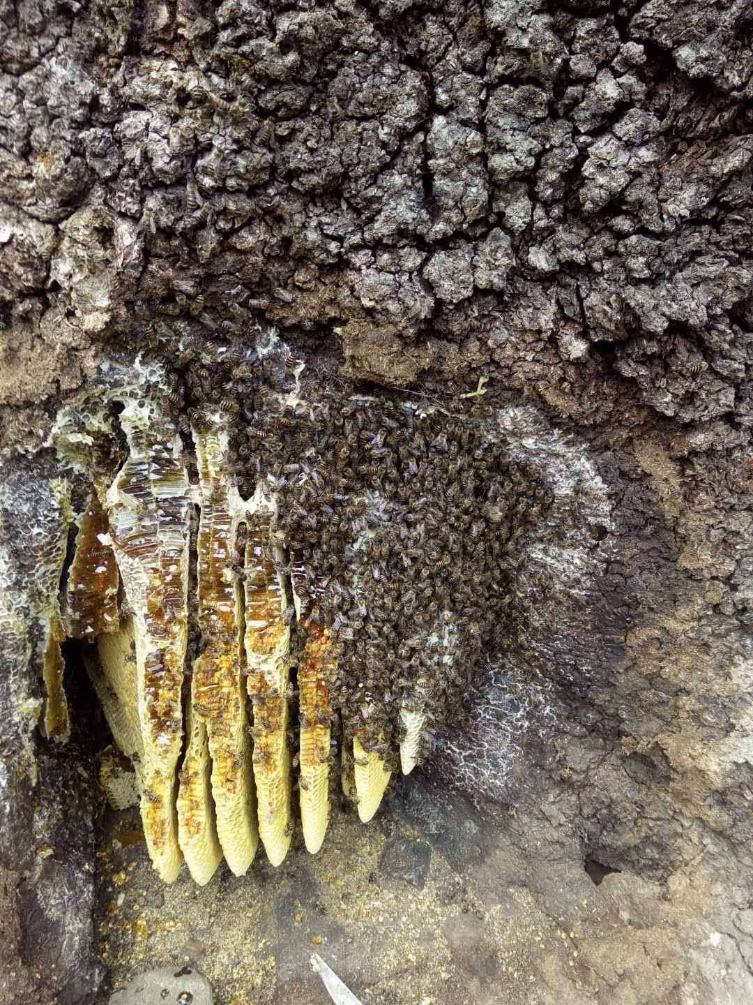  棉花花糖土蜂蜜