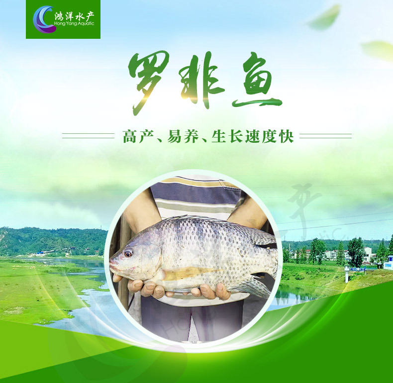 羅非魚苗新吉富羅非魚苗海南一號(hào)寶路羅非淡水養(yǎng)殖魚苗極速發(fā)貨