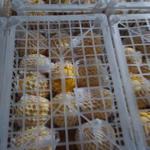 寿光市 精品橘瓜，金丝南瓜，承接全国，各大加工厂，酒店