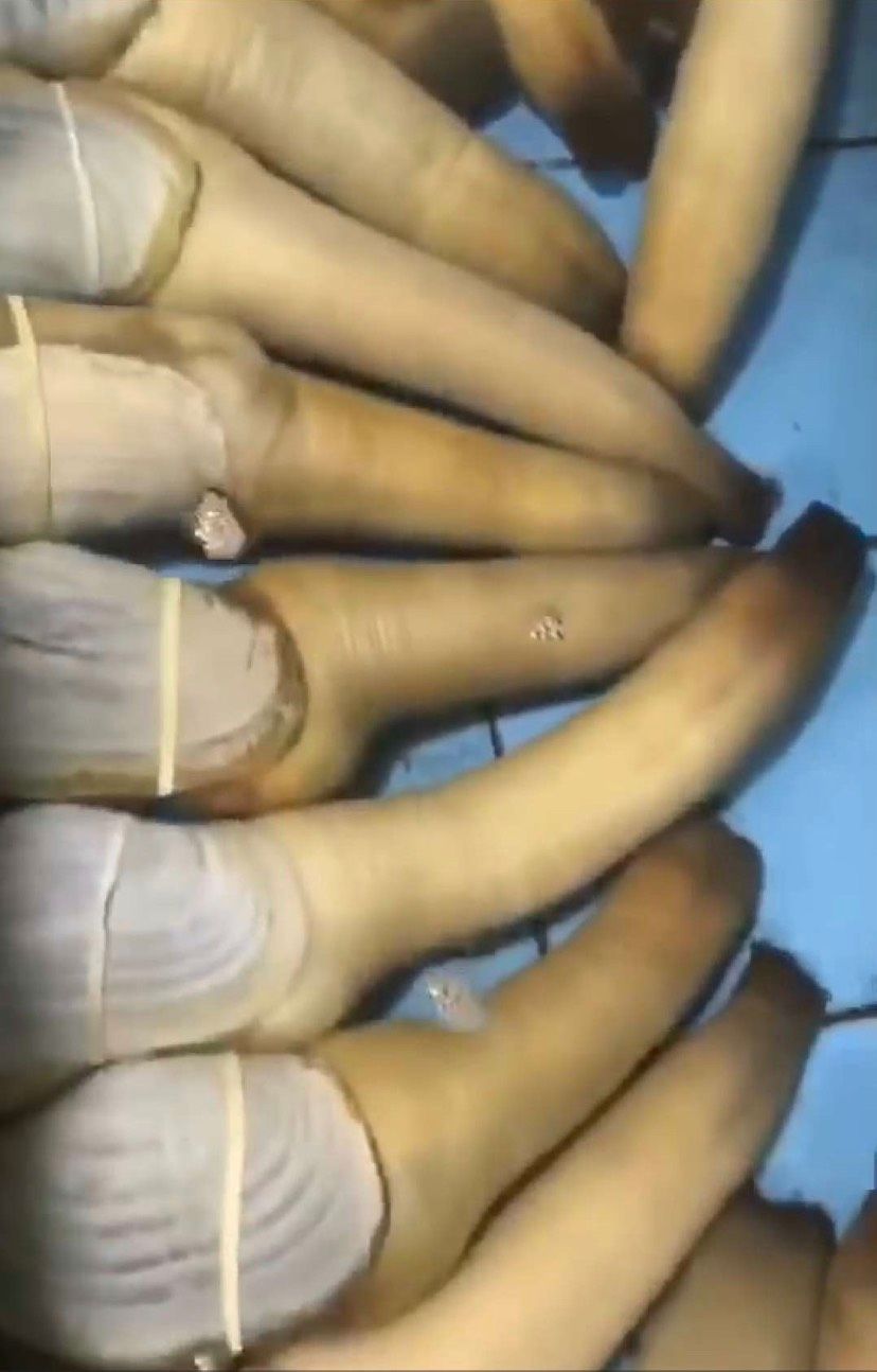  加州象拔蚌 象拔蚌