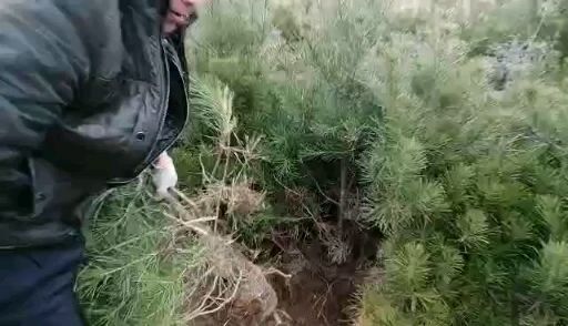 洛南县白皮松  优质精美各种规