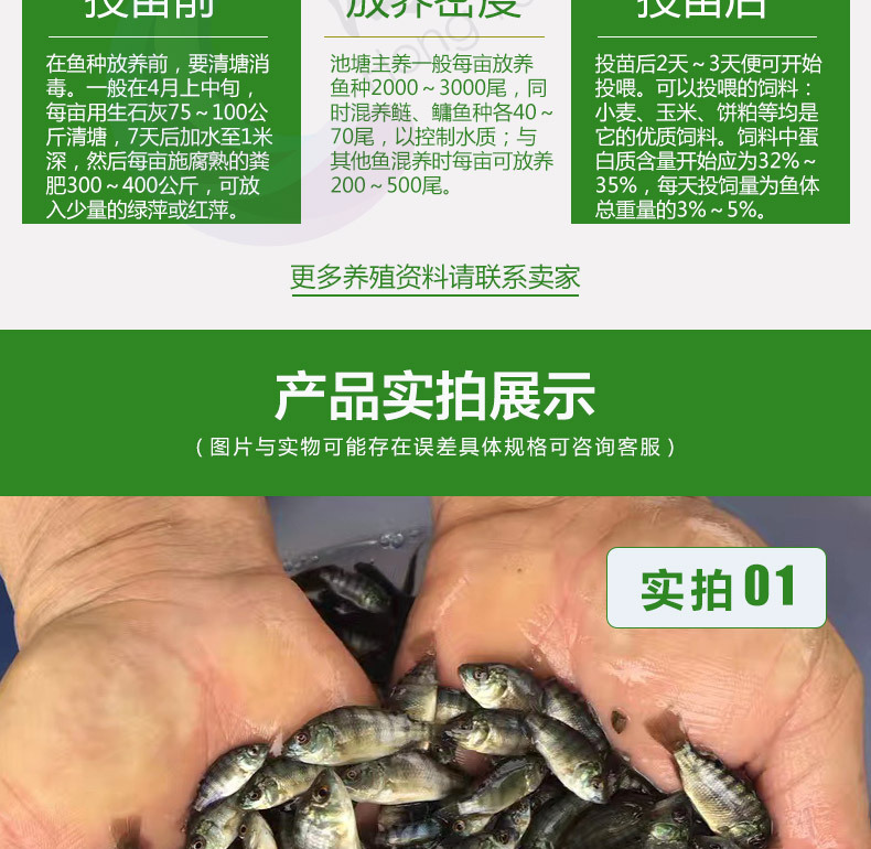 羅非魚苗新吉富羅非魚苗海南一號(hào)寶路羅非淡水養(yǎng)殖魚苗極速發(fā)貨