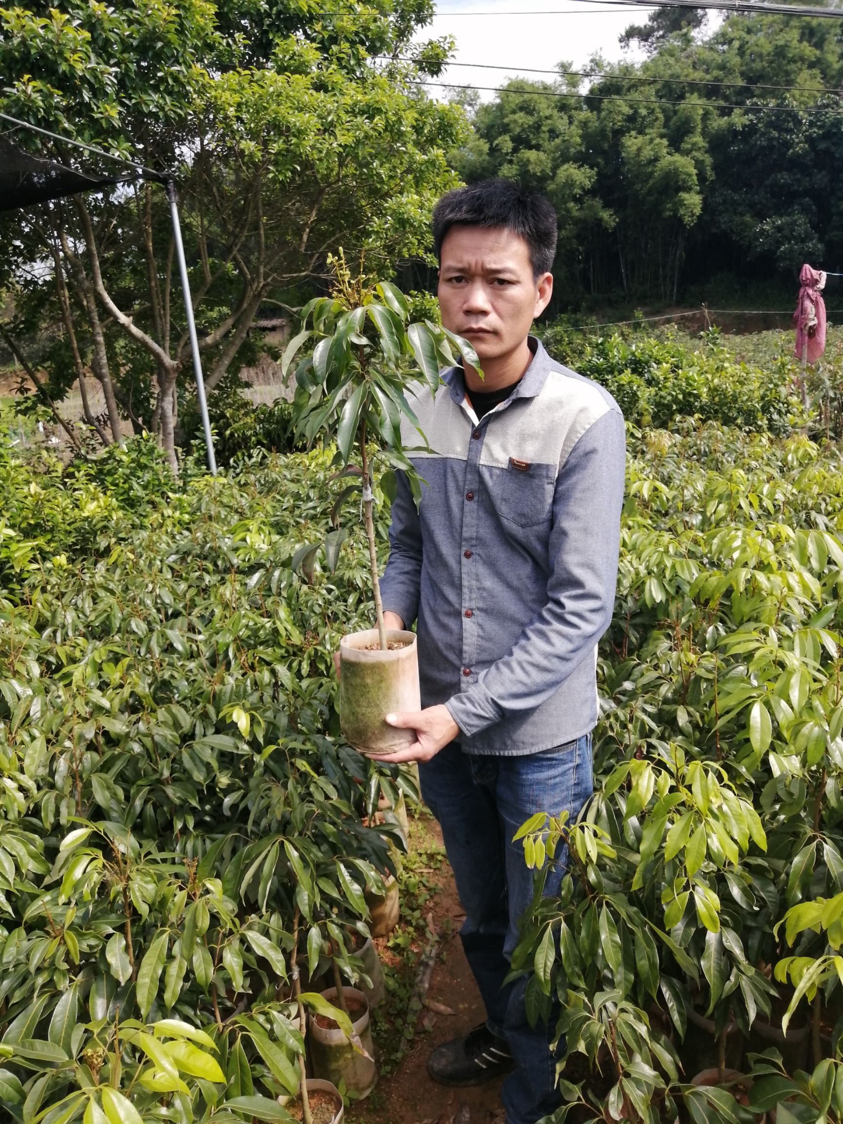 桂味荔枝苗   桂美荔枝苗