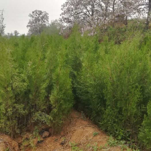 沁阳市碗碗侧柏