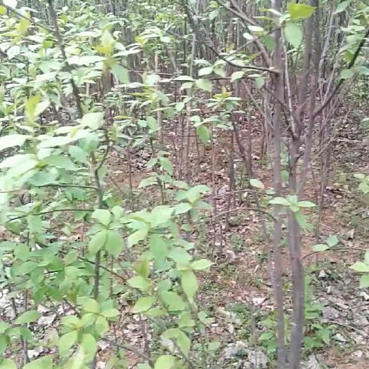 桐柏县 光皮木瓜苗量大，30一40万棵，