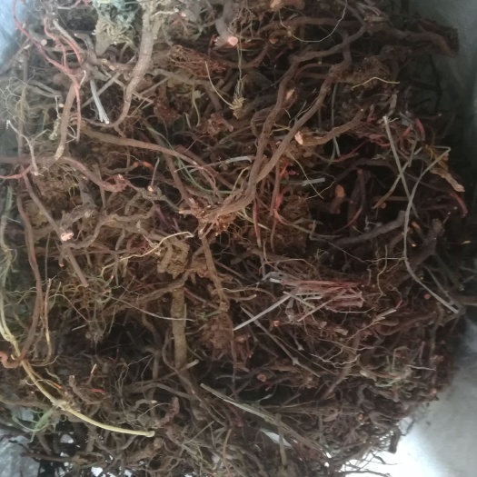 方城县 茜草