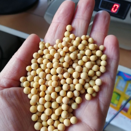 汤原县芽豆690 690芽豆筛选比重，出芽率好