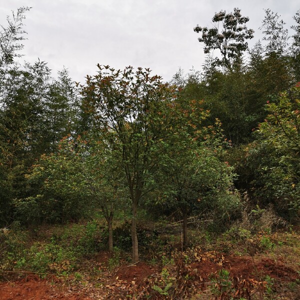 普通桂花树 八月桂，四季桂6-8公分，通货800棵，低于市场价