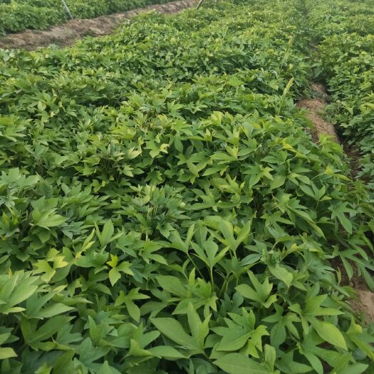夏津县 大量岀售紫薯苗