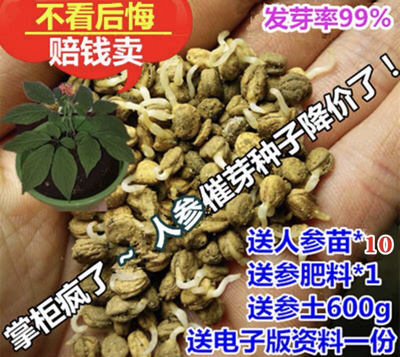 长白山催芽人参种子，送人参苗，人参土，肥料，电子版种植资料
