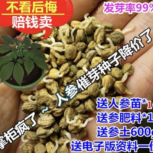 通化县长白山催芽人参种子，送人参苗，人参土，肥料，电子版种植资料