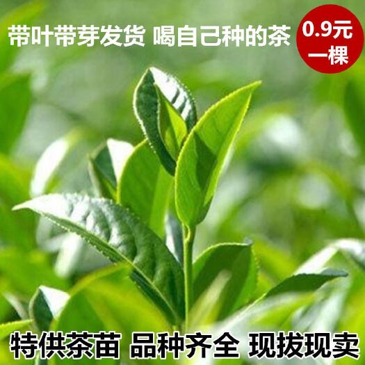 红茶树苗 茶红茶苗茶树茶油树苗