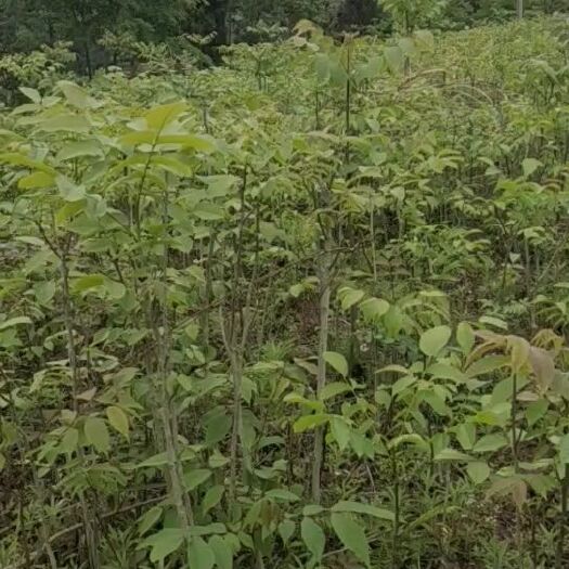 简阳市核桃苗  核桃树苗