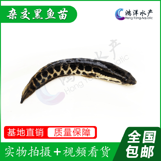 广州 杂交黑鱼苗 生鱼苗 财鱼苗 基地直销 质量保证 技术支持