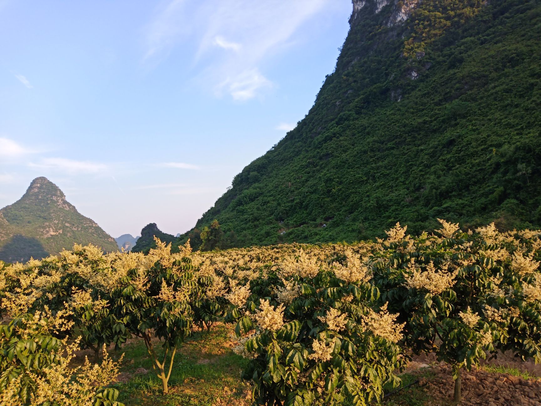  雞心黃皮今年的花美美的等待結(jié)果成熟，有老板看上的要提早預(yù)定哦