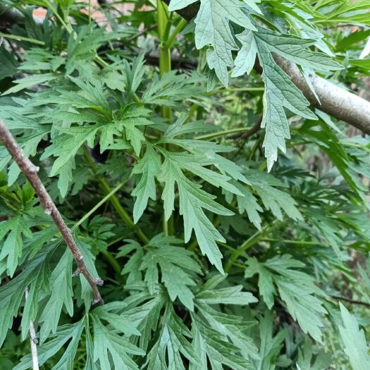 老河口市 益母草大量上市季节寻收购商合作共创双赢