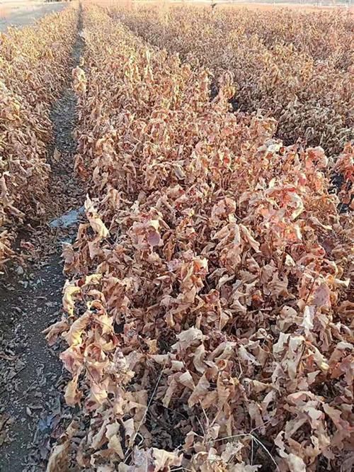 安阳县安阳大量供应蒙古栎辽东栎麻栎槲栎，杯苗