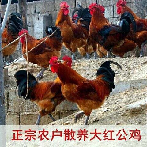 南昌 散养土鸡现杀现卖大公鸡净重4斤包邮