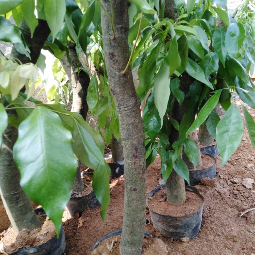 灵山县 高压荔枝苗，易活结果快