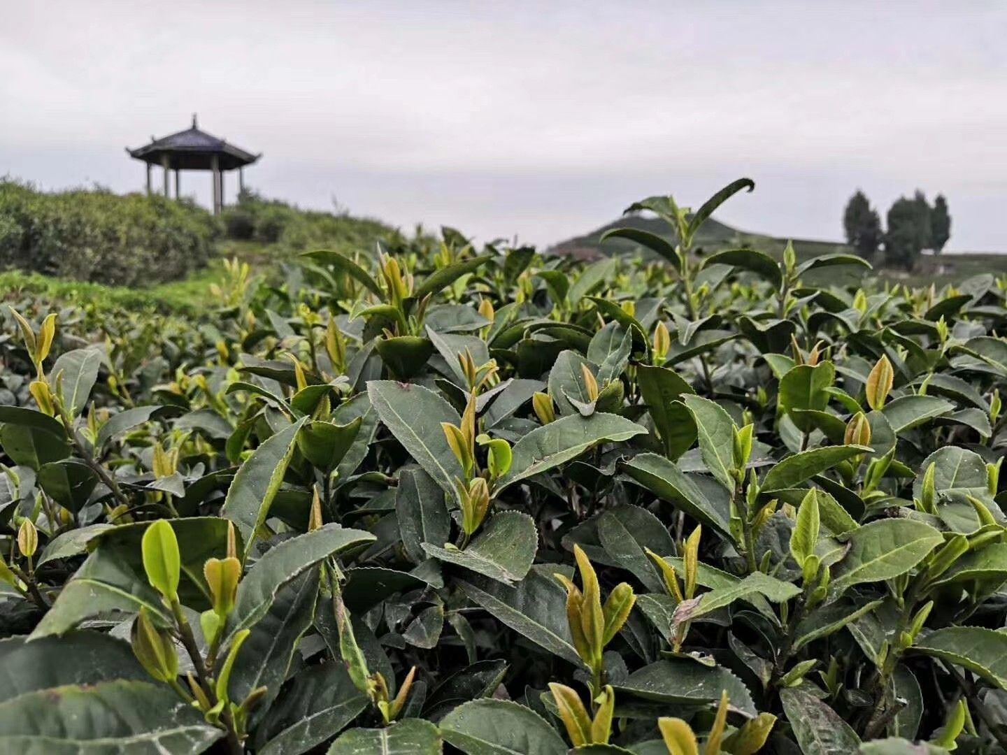  贵州特级绿茶今年的明前春茶新茶毛峰