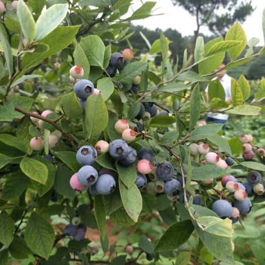 麻江县 蓝莓鲜果上市