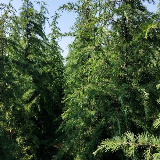 汝南县垂枝雪松   雪松， 一米到七米 货源充足，规格齐全，质量有保证