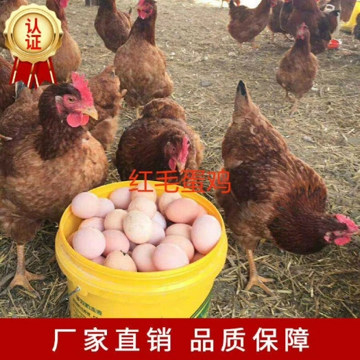 衡阳红玉鸡苗 红毛蛋鸡，包打液氮马立克疫苗包运输包运输存活