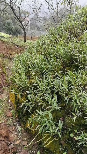 赤水市 金钗石斛鲜条，干花，干片均有销售