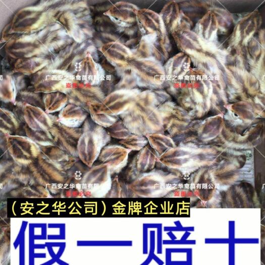 南宁鹌鹑苗  ，承诺:假一赔十