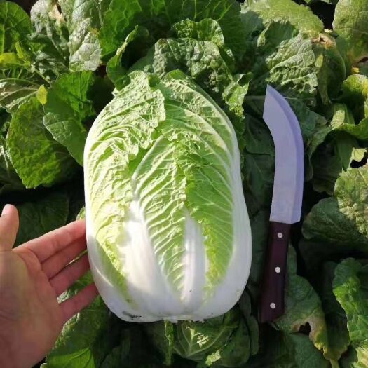 邯郸精品黄心大白菜大量供应中，