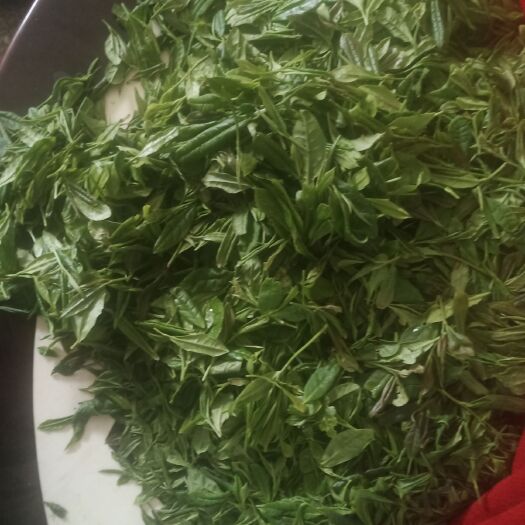英山县高山绿茶 正宗湖北英山春茶现采现卖
