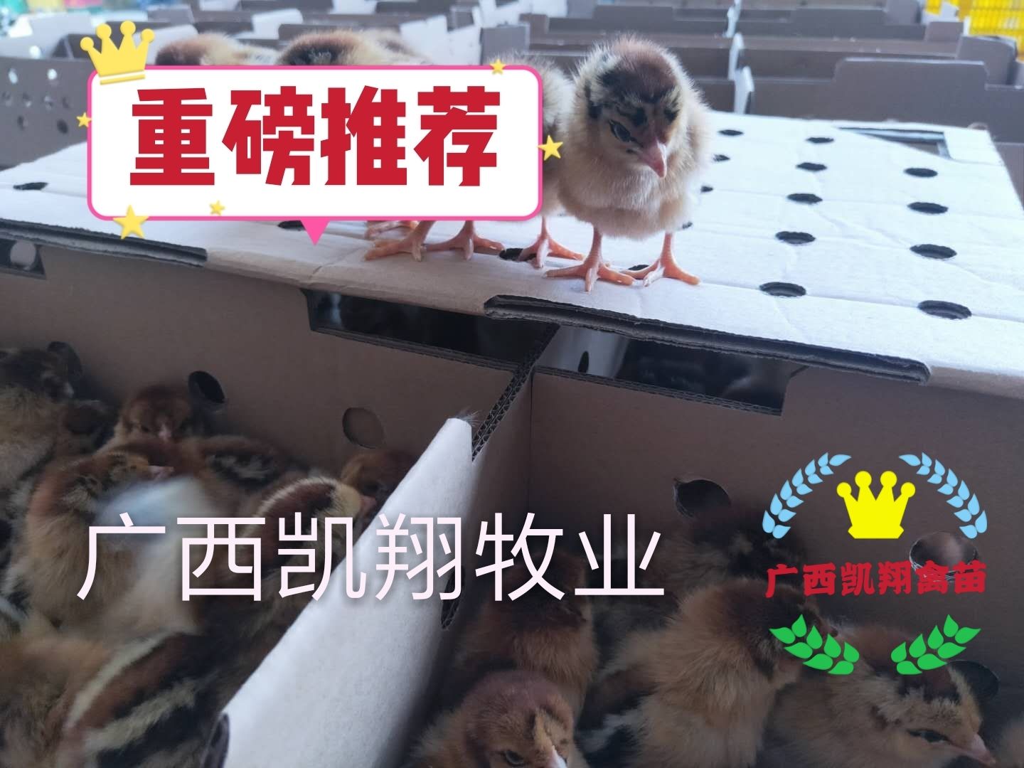大种良凤花鸡苗，孵化厂直供 包打疫苗 易养殖 保证质量