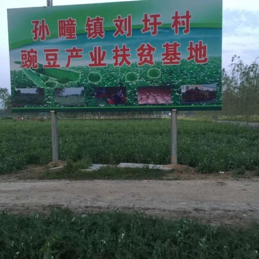 万亩豌豆基地正式采摘要订货的速度。鲜货，通货大量供应