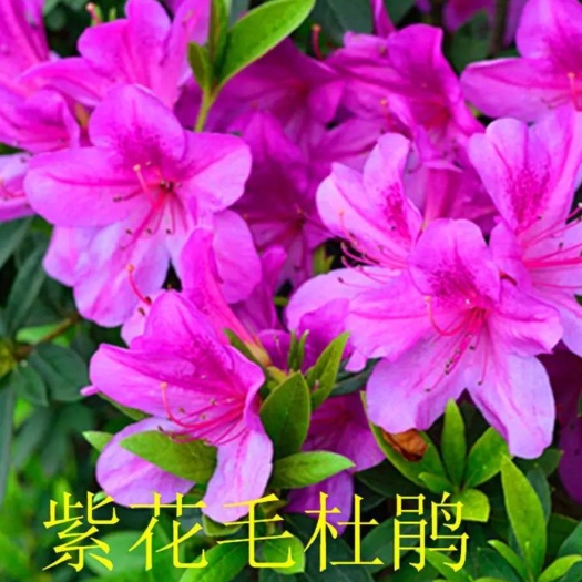 宿迁五宝杜鹃花  四季开花杜鹃花花卉庭院阳台绿植物室内客厅开花不